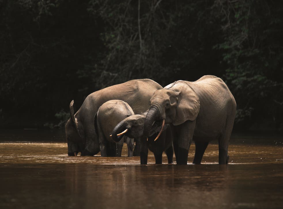The health of forest elephants in Gabon’s Lopé National Park has worsened as trees' fruit production has dwindled