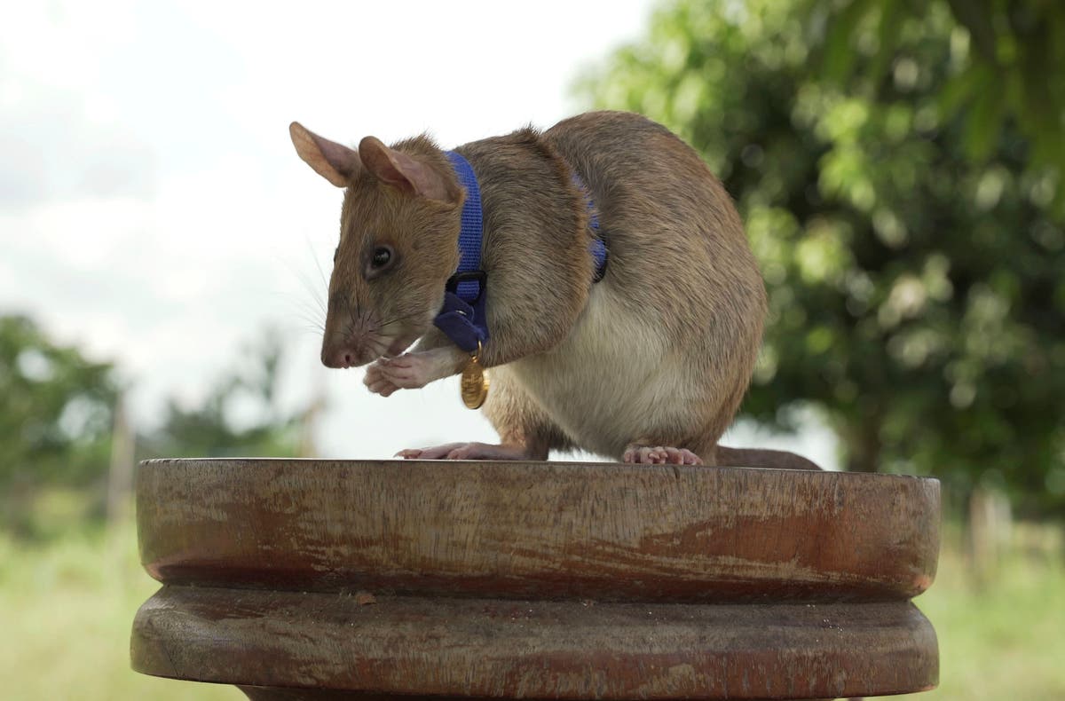 Giant rat wins animal hero award for sniffing out landmines