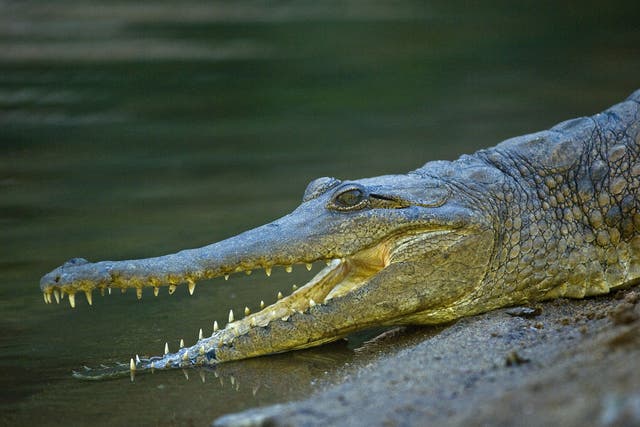 The crocodile attacked the man's head and neck