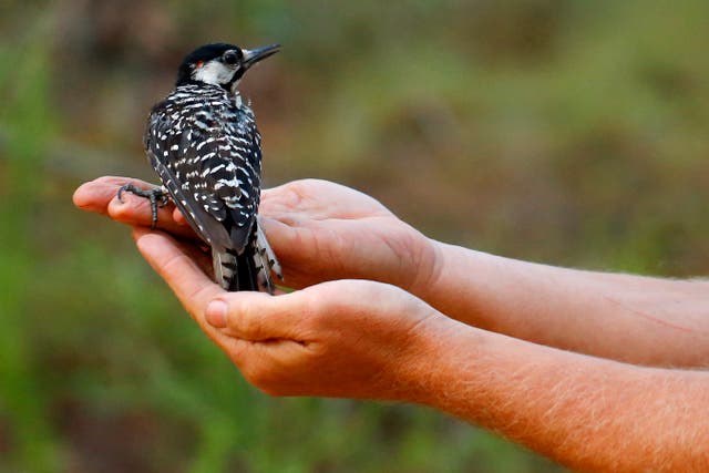 Endangered Woodpecker