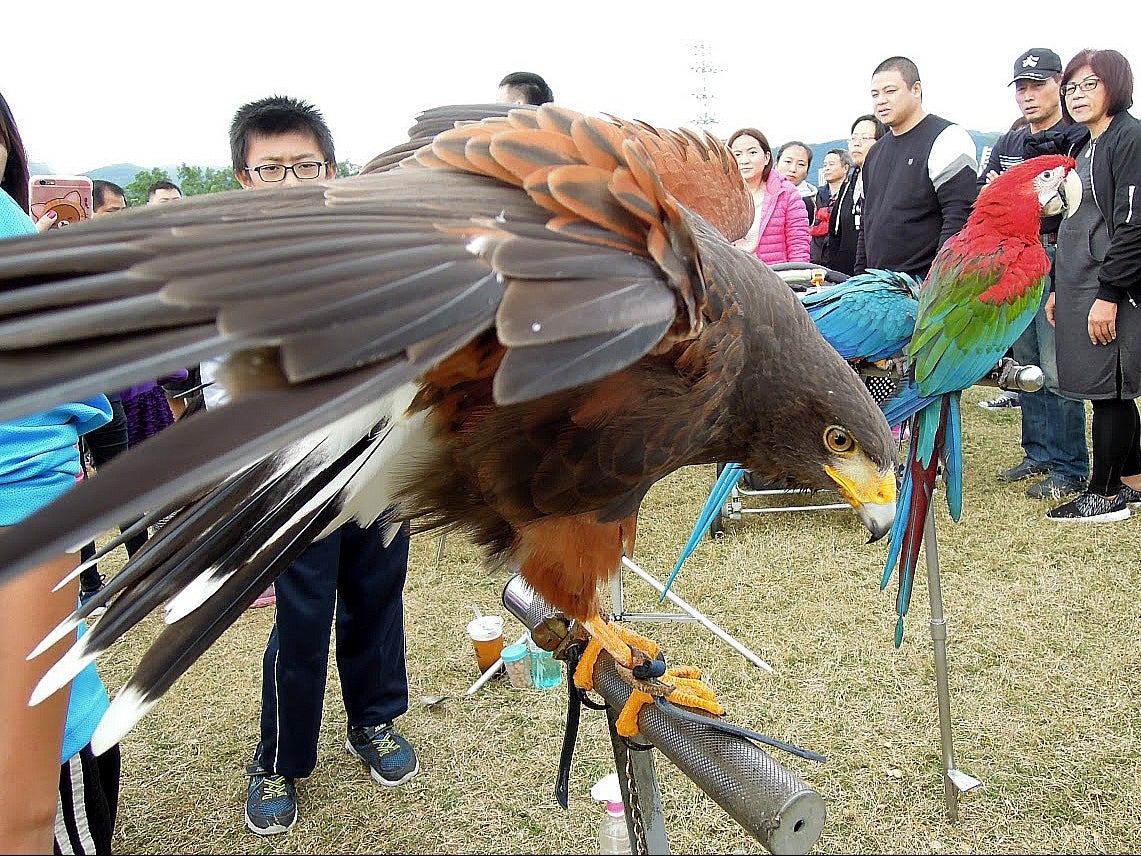 Bird owners display pet birds in a park in Taipei, Taiwan. Taiwan's Chinese Wild Bird Federation (CWBF) protested being expelled from the world's largest bird conservation group, WildLife International, for political reasons