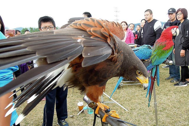 Bird owners display pet birds in a park in Taipei, Taiwan. Taiwan's Chinese Wild Bird Federation (CWBF) protested being expelled from the world's largest bird conservation group, WildLife International, for political reasons