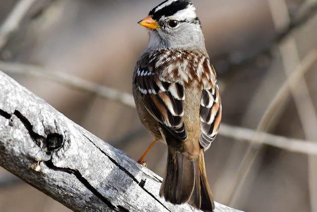 As road traffic has increased over the years, species such as the white-crowned sparrow have adjusted by raising the pitch of their song to be heard