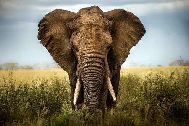 The illegal trade of wildlife is valued at $200bn annually