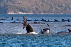Still no cause for mass pilot whale stranding in Australia