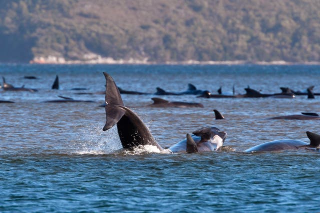 Australia Whales