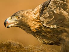 Discovery of golden eagle’s tag proves illegal killing, says RSPB