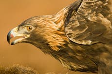 Discovery of golden eagle’s tag in Scottish river proves illegal killing, says RSPB