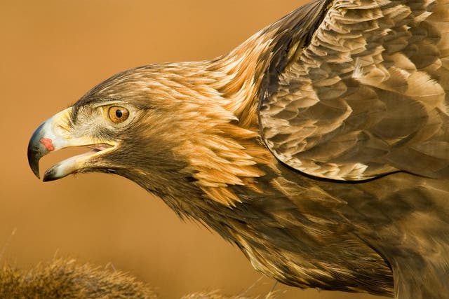 A 2017 study found nearly one third of tagged golden eagles have been killed in suspicious circumstances