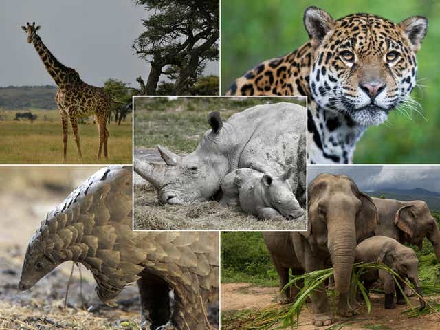 A number of species that are under threat