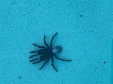 Australian woman finds 20 venomous mouse spiders at bottom of swimming pool