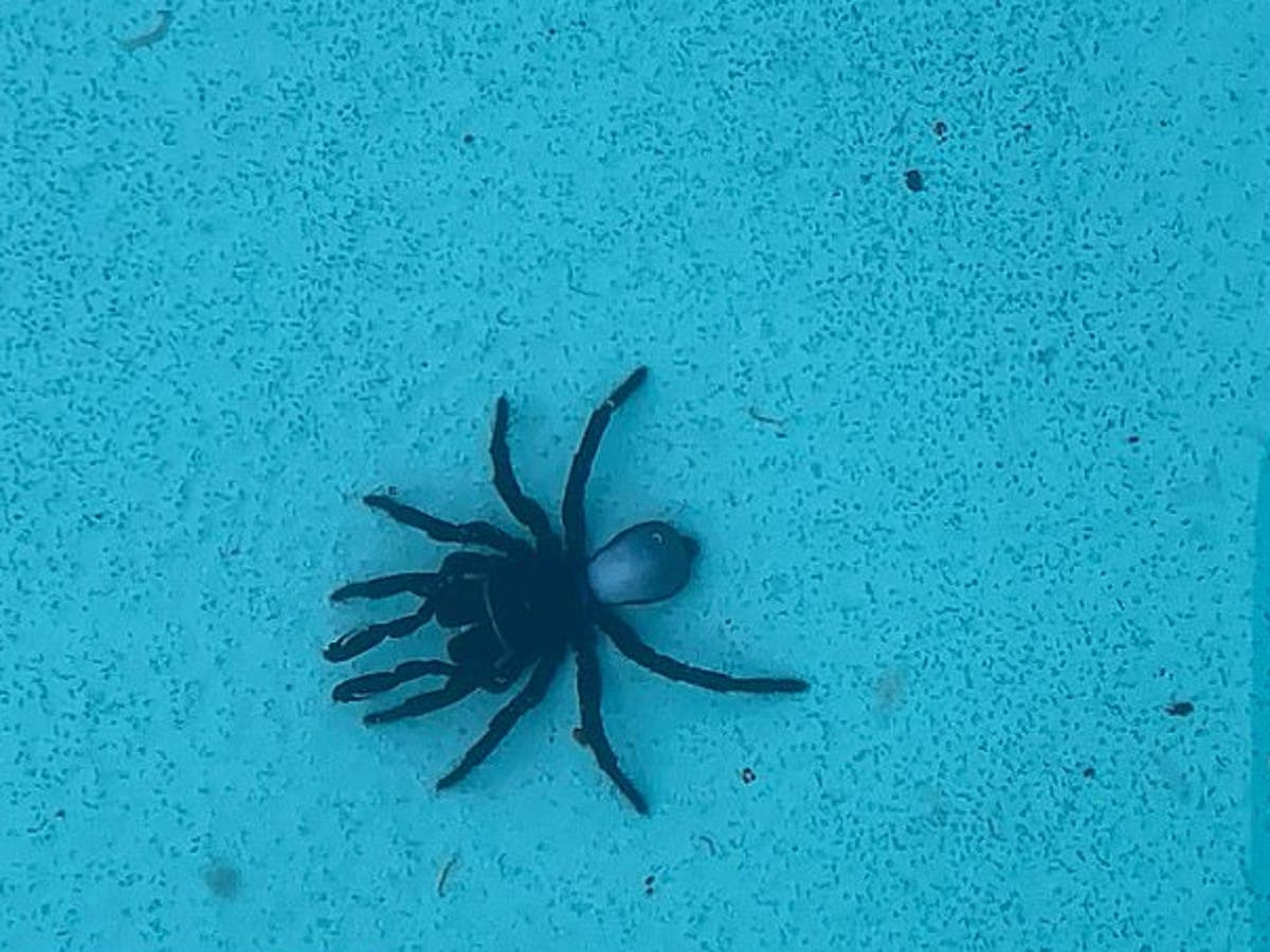 How these spiders use bubbles to live underwater