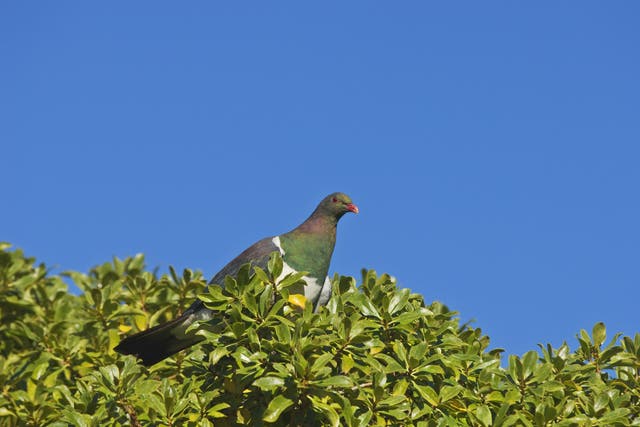A New Zealand pigeon, also known as a kererū, perches in a tree in Akaroa on New Zealand's South Island.