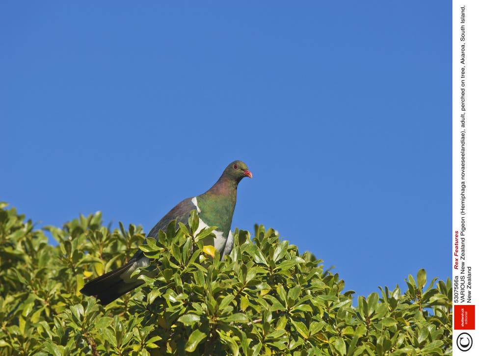 New Zealand Native Pigeon Returns Home After 24 Year Absence The Independent New Zealand Native Pigeon Returns Home After 24 Year Absence The Independent