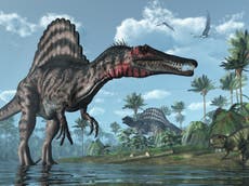 Spinosaurus was 'enormous river monster' palaeontologists say