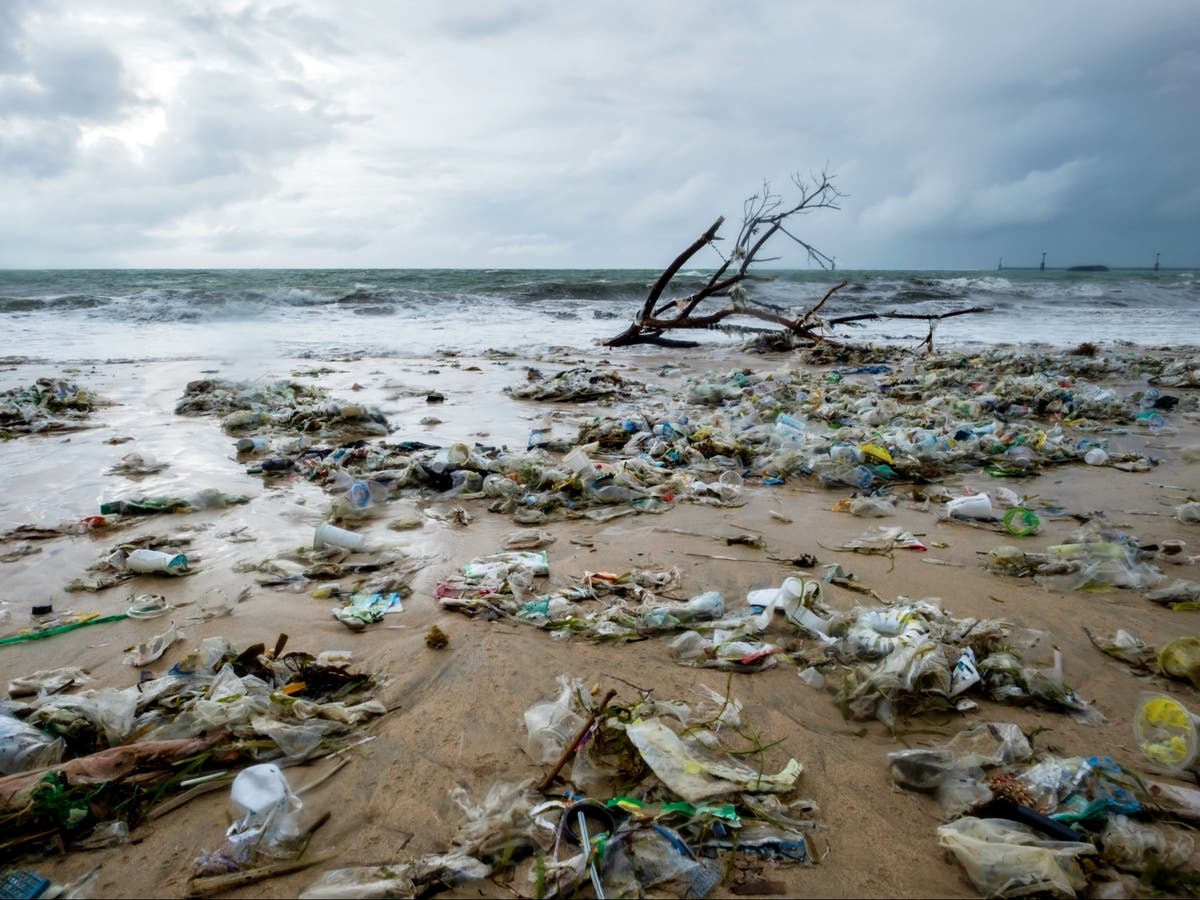 Biodiversity crisis: World leaders pledge to ‘reverse’ destruction of natural world by 2030