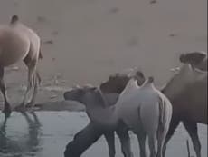 Rare albino camel spotted at China nature reserve