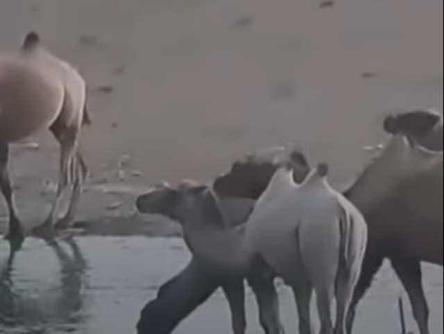 A rare albino Bactrian camel, which are critically endangered, was spotted in a nature reserve in China's Gansu province