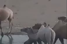 Rare albino camel spotted at China nature reserve