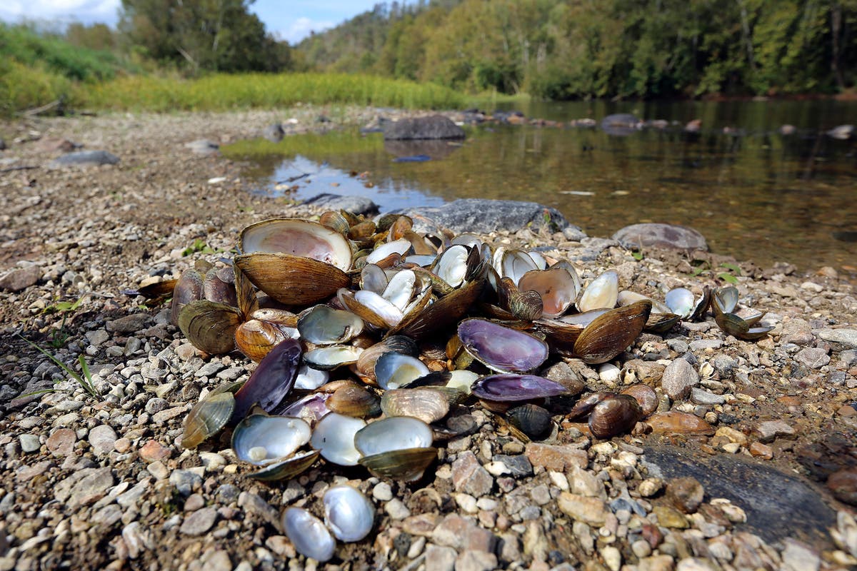 Could 'mussel-bola' explain the mass die-offs of freshwater mussels?