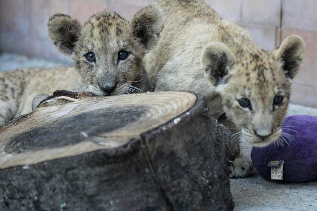 Simba and Kossara were “in a critical state” days after they were born