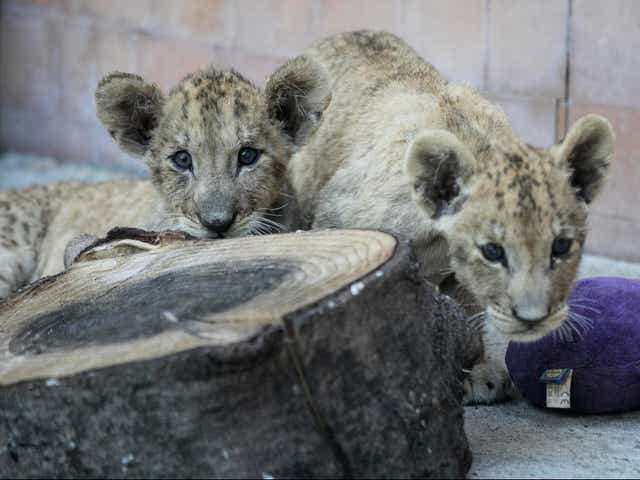 Simba and Kossara were “in a critical state” days after they were born