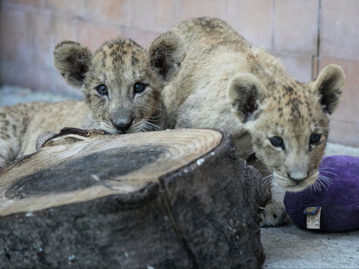 Inbred lion cubs 'victims of neglect rife in Bulgaria's decaying zoos' |  The Independent