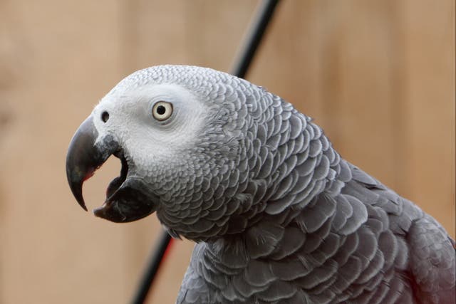 Five foul-mouthed African grey parrots had to be removed from public view in Lincolnshire Wildlife Park after they swore at customers