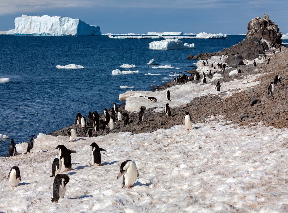 A modern Adelie penguin colony in Antarctica
