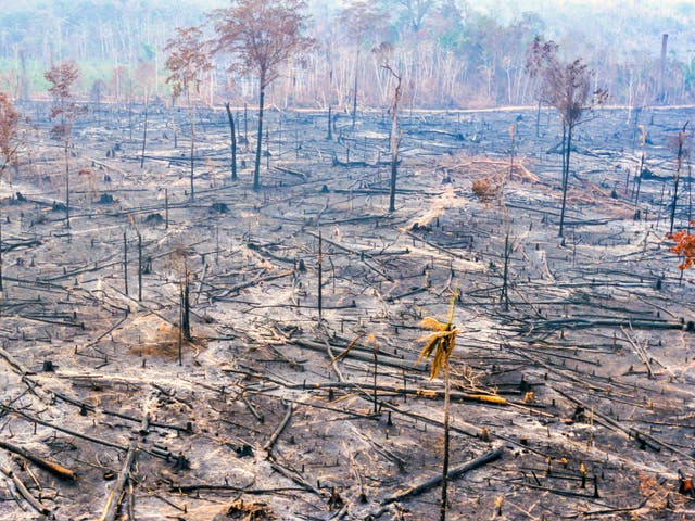 Over 4.6 million hectares of the Amazon rainforest have been burnt this year alone