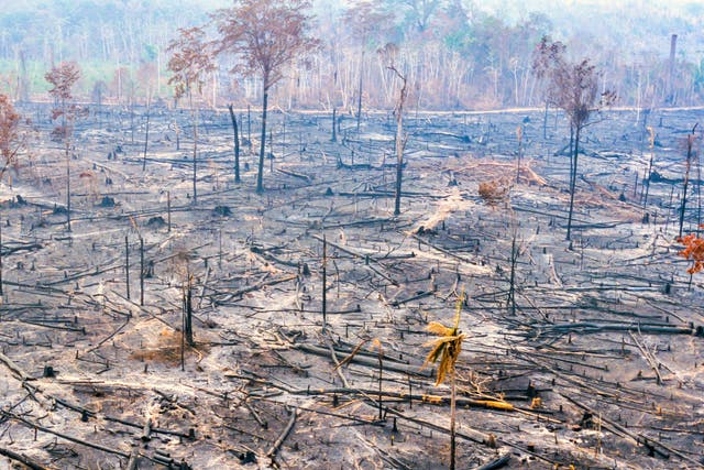 Over 4.6 million hectares of the Amazon rainforest have been burnt this year alone