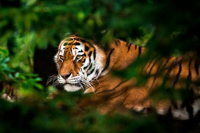 95 per cent of the world’s wild tiger population has been wiped out since the beginning of the 20th  century