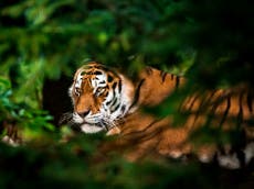 Stop the Illegal Wildlife Trade: Conservationists call for new laws to end UK’s ‘unlikely role’ in sale of tiger parts