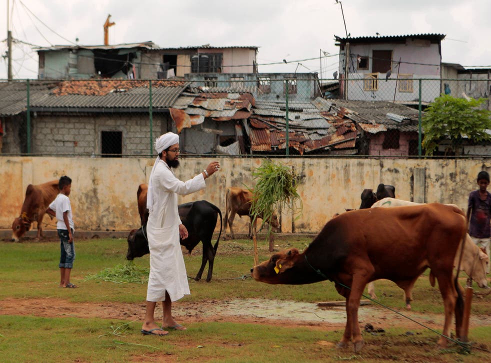 Sri Lanka Cattle Slaughter