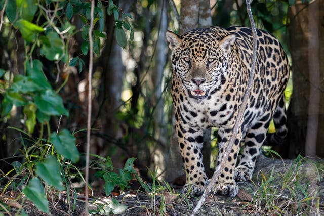 The forest is rich in wildlife including rare jaguar 