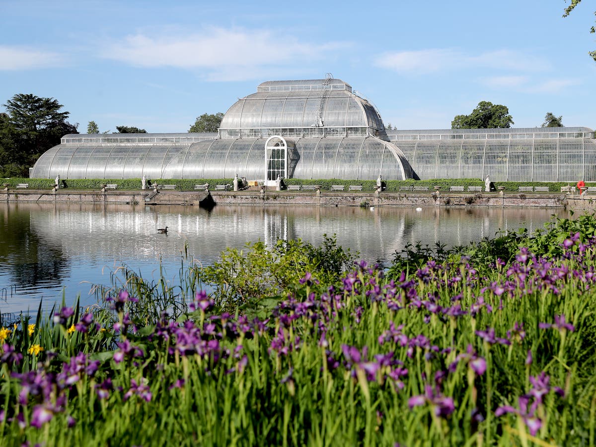 Biodiversity crisis: 40% of world’s plants now at risk of extinction, major report finds