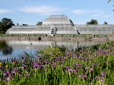 40% of world’s plants now at risk of extinction, major report finds