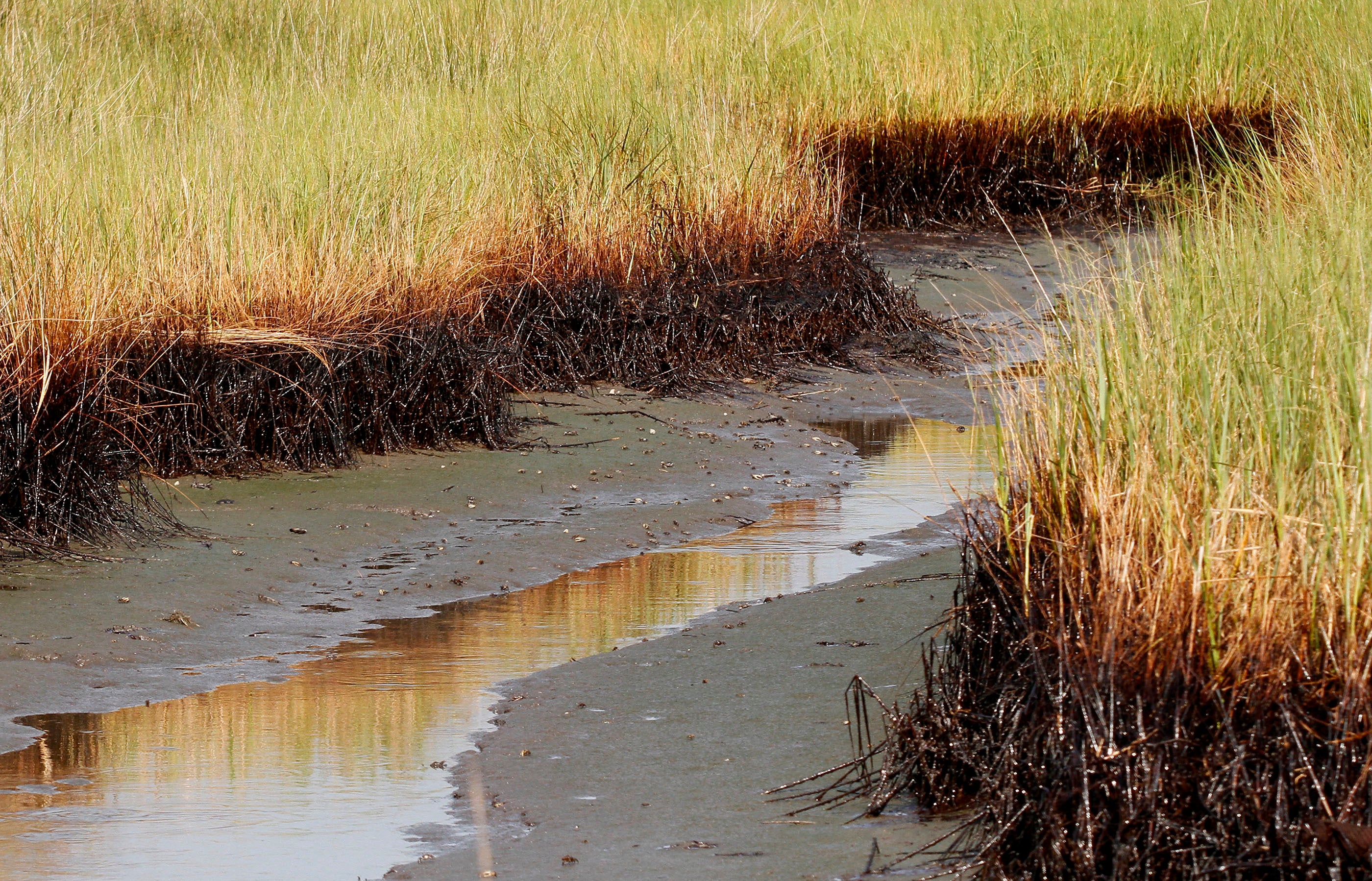 BP Spill Coastal Restoration