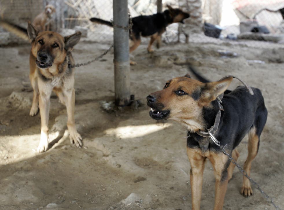 <p>File: Dozens of contracted dogs working with the US military were left behind in Afghanistan amid the hasty pullout</p>