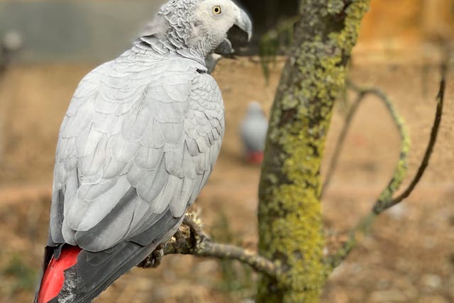 <p>An African grey parrot at Lincolnshire Wildlife Centre in Friskney, England, one of five  who were separated as keepers say they were encouraging each other to swear in 2020 </p>