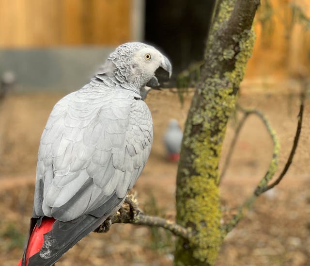 <p>An African grey parrot at Lincolnshire Wildlife Centre in Friskney, England, one of five  who were separated as keepers say they were encouraging each other to swear in 2020 </p>