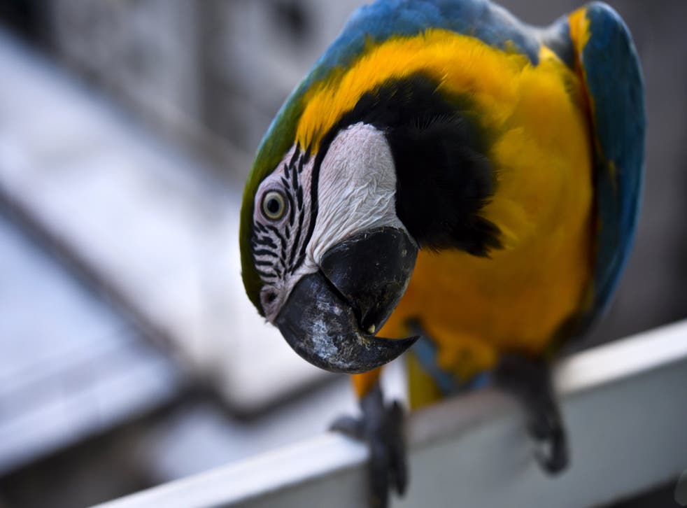 Guacamaya azul y amarilla.