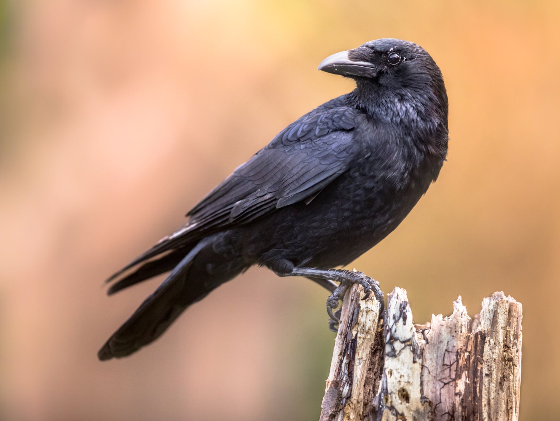 Researchers in Germany have discovered crows are capable of consciously perceiving sensory impressions
