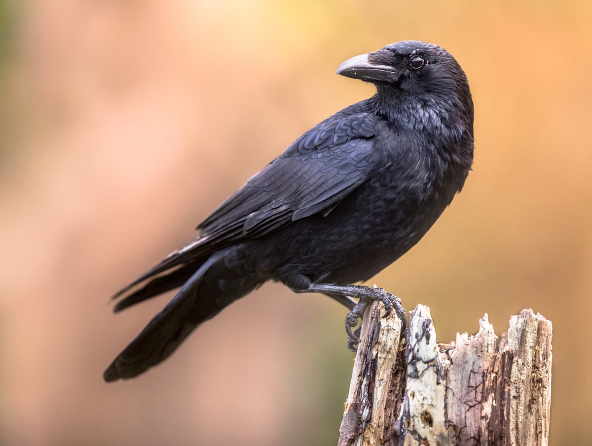 Crows appear to have type of consciousness only seen before in humans and primates, study finds