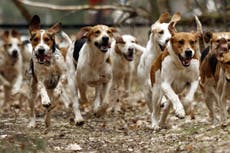 Hunt hounds ‘invade kennels and cattery, killing owner’s pet’