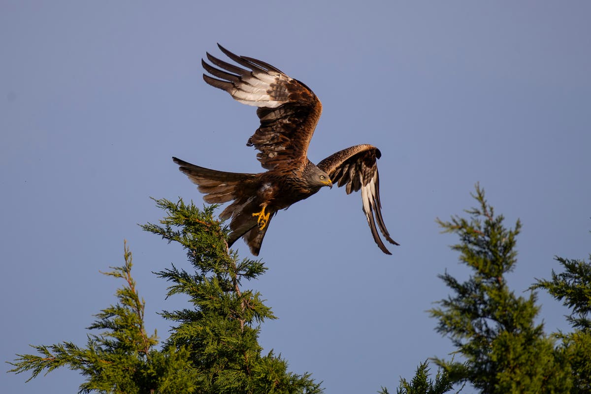 Dozens of birds of prey illegally shot, trapped and poisoned in 2019, RSPB report finds