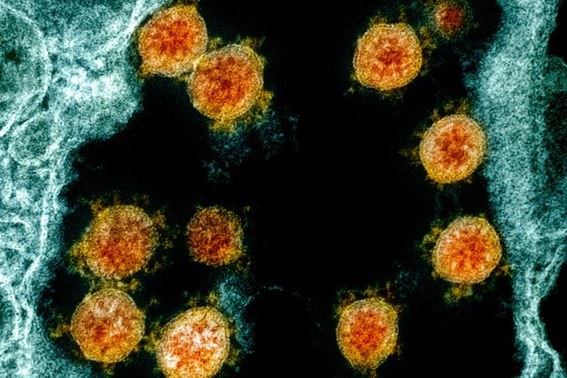Virus Outbreak Immunity