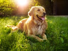 Woman remembers late golden retriever in viral obituary: 'He lived the very best life'