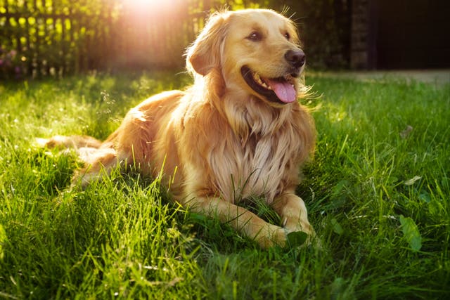 Woman's obituary for her golden retriever goes viral 