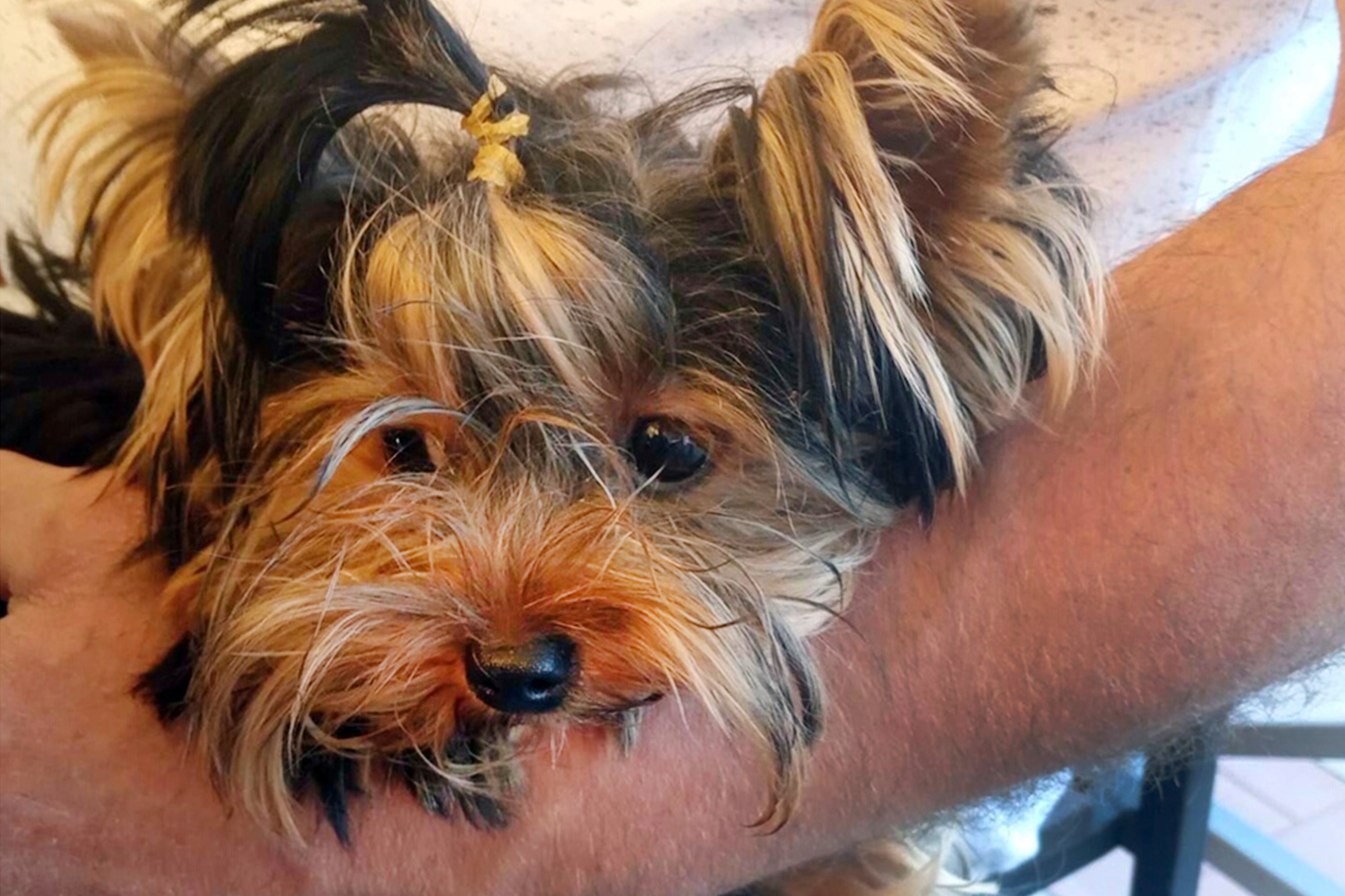 Yorkies death at airport facility fuels legal fight custody